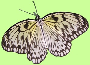 butterfly